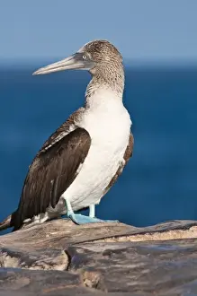 Booby Prints: Galapagos Islands, Ecuador. Blue-footed booby (Sula nebouxii), Isla Plaza (Palza island)