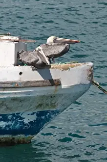 San Cristobal Island Prints: Galapagos Islands, Ecuador. Brown pelicans (Pelecanus occidentalis), on a fishing boat