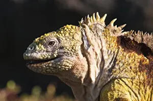 Galapagos Islands, Ecuador. Galapagos Land Iguana (Conolophus subcristatus), Isla Plaza