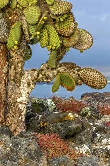 Sleeping Prints: Galapagos Islands, Ecuador, Galapagos land iguana (Conolophus subcristatus)