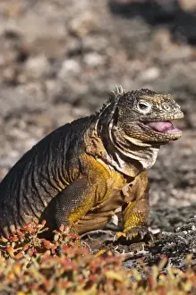 Images Dated 16th April 2010: Galapagos Islands, Ecuador. Galapagos Land Iguana (Conolophus subcristatus), Isla Plaza