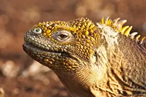 Images Dated 17th April 2010: Galapagos Islands, Ecuador. Galapagos Land Iguana (Conolophus subcristatus)