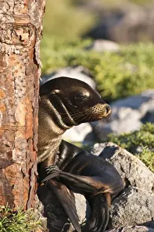 Images Dated 16th April 2010: Galapagos Islands, Ecuador. Galapagos sea lion (Zalophus wollebaeki), Isla Plaza