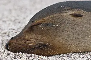 Images Dated 11th April 2010: Galapagos Islands, Ecuador. Galapagos sea lion (Zalophus wollebaeki), Espinosa Point