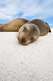 Images Dated 14th April 2010: Galapagos Islands, Ecuador. Galapagos sea lion (Zalophus wollebaeki), Gardner Bay