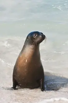 Images Dated 14th April 2010: Galapagos Islands, Ecuador. Galapagos sea lion (Zalophus wollebaeki), Suarez Point