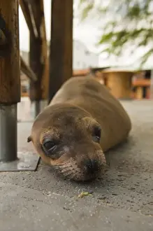 Images Dated 13th April 2010: Galapagos Islands, Ecuador. Galapagos sea lion (Zalophus wollebaeki) on the main