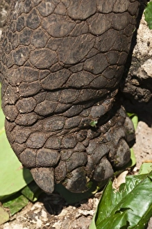 Images Dated 16th April 2010: Galapagos Islands, Ecuador. Giant tortoise foot, at the Charles Darwin Research Station