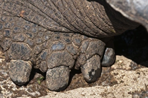 Tortoise Prints: Galapagos Islands, Ecuador. Giant tortoise foot, at the Charles Darwin Research Station