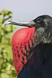 San Cristobal Island Prints: Galapagos Islands, Ecuador. Great frigatebird (Fregata minor)