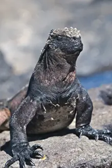 Images Dated 12th April 2010: Galapagos Islands, Ecuador. Marine iguana (Amblyrhynchus cristatus), Port Egas (James