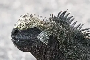 Images Dated 11th April 2010: Galapagos Islands, Ecuador. Marine iguana (Amblyrhynchus cristatus), Espinosa Point