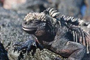 Images Dated 12th April 2010: Galapagos Islands, Ecuador. Marine iguana (Amblyrhynchus cristatus), Port Egas (James