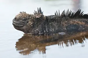 Images Dated 12th April 2010: Galapagos Islands, Ecuador. Marine iguana (Amblyrhynchus cristatus), Port Egas (James
