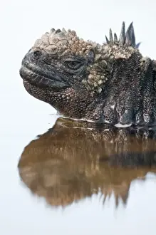 Images Dated 12th April 2010: Galapagos Islands, Ecuador. Marine iguana (Amblyrhynchus cristatus), Port Egas (James