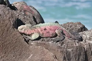 Images Dated 14th April 2010: Galapagos Islands, Ecuador. Marine iguana (Amblyrhynchus cristatus), Suarez Point
