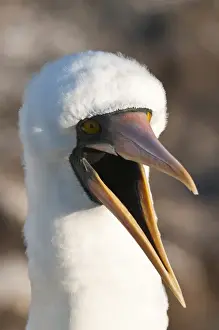Images Dated 14th April 2010: Galapagos Islands, Ecuador. Nazca Booby (Sula granti), Suarez Point, Isla Espanola