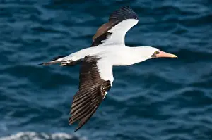 Images Dated 14th April 2010: Galapagos Islands, Ecuador. Nazca Booby (Sula granti), Suarez Point, Isla Espanola
