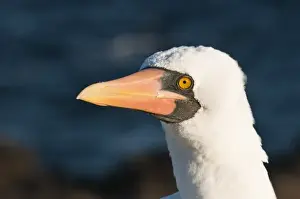 Galapagos Islands, Ecuador. Nazca Booby (Sula granti), Suarez Point, Isla Espanola