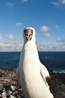 Galapagos Islands, Ecuador. Nazca Booby (Sula granti), Suarez Point, Isla Espanola