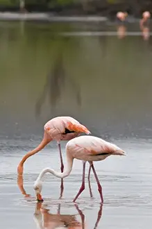 Galapagos Islands, Ecuador. Pink American Flamingo (Phoenicopterus ruber), Cormorant Point
