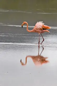 Images Dated 15th April 2010: Galapagos Islands, Ecuador. Pink American Flamingo (Phoenicopterus ruber), Cormorant Point