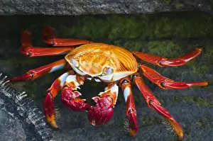 Galapagos Islands, Ecuador. Sally lightfoot crab (Grapsus grapsus), Port Egas (James