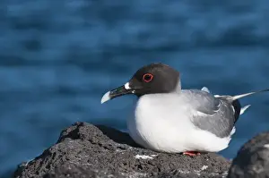 Swallowtailed Gull Prints: Galapagos Islands, Ecuador. Swallow-tailed Gull (Creagrus furcatus)