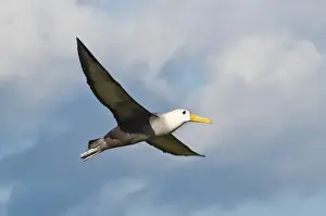 Images Dated 14th April 2010: Galapagos Islands, Ecuador. Waved albatross (Phoebastria irrorata), Suarez Point