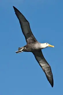 Images Dated 14th April 2010: Galapagos Islands, Ecuador. Waved albatross (Phoebastria irrorata), Suarez Point