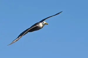 Images Dated 14th April 2010: Galapagos Islands, Ecuador. Waved albatross (Phoebastria irrorata), Suarez Point