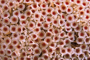Images Dated 20th January 2010: Galapagos Islands. Toxic Sea Urchin