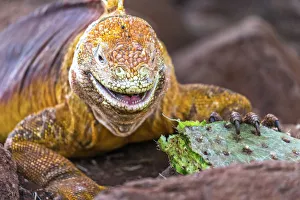 Teeth Prints: Galapagos land iguana, Galapagos Islands, Ecuador