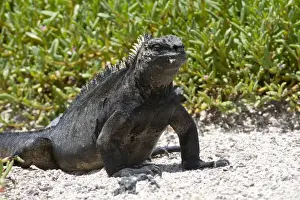 Images Dated 7th March 2015: Galapagos Marine Iguana, west coast of San Cristobal Island, Galapagos Islands