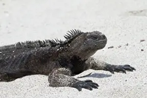 Images Dated 7th March 2015: Galapagos Marine iguana, west side of San Cristobal Island, Galapagos Islands