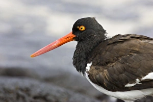 Images Dated 3rd July 2006: Galapagos Oystercatcher. Galapagos Islands. Ecuador