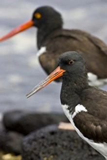 Images Dated 3rd July 2006: Galapagos Oystercatcher. Galapagos Islands. Ecuador