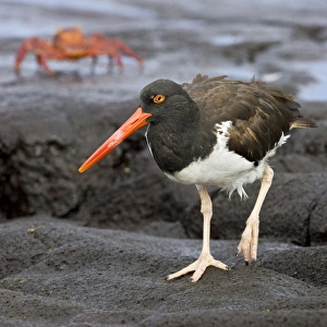 Images Dated 3rd July 2006: Galapagos Oystercatcher. Galapagos Islands. Ecuador