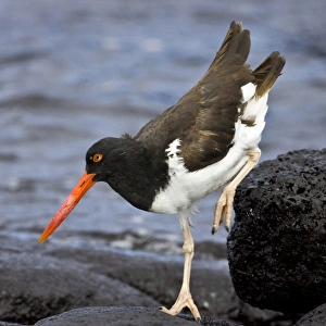 Images Dated 3rd July 2006: Galapagos Oystercatcher. Galapagos Islands. Ecuador