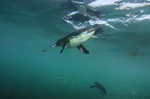 Fish Prints: Galapagos Penguin (Spheniscus mendiculus) GALAPAGOS ISLANDS, ECUADOR