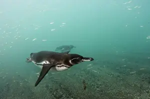 Galapagos Penguin (Spheniscus mendiculus) GALAPAGOS ISLANDS ECUADOR