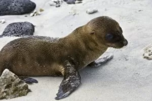 Images Dated 3rd July 2006: Galapagos Sea Lion pup