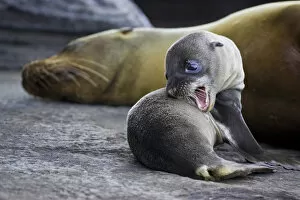 Galapagos Sea Lion pup and mother