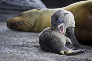 Images Dated 3rd July 2006: Galapagos Sea Lion pup and mother