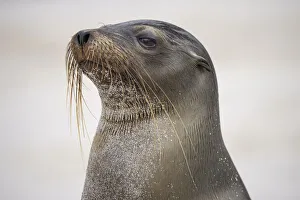 South America Prints: Galapagos sea lion, San Cristobal Island, Galapagos Islands, Ecuador