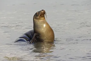 San Cristobal Island Prints: Galapagos sea lion, San Cristobal Island, Galapagos Islands, Ecuador