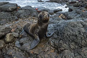 Images Dated 7th July 2021: Galapagos Sea Lion (Zalophus californianus wollebaeki), South Plaza Island