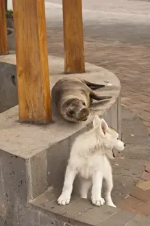 Images Dated 25th November 2008: Galapagos Sea lion (Zalophus wollebaeki) on the waterfront with Domestic Dogs. (Sea