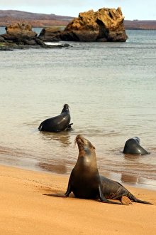 Bunch Prints: Three Galapagos Sea Lions play on the shore of Bartholomew Island. Ecuador, South America