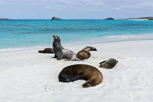 Galapagos Sea Lions (Zalophus californianus wollebaeki), Gardner Bay, Espanola Island